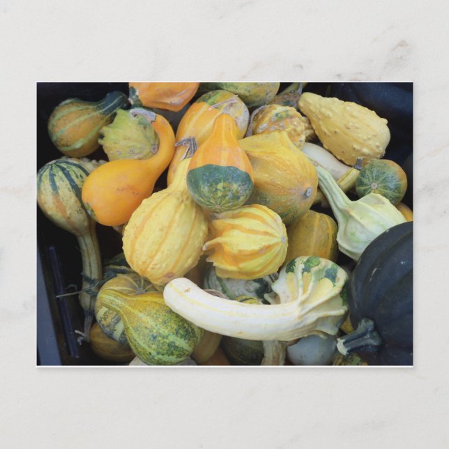 Gourd Collection Postcard (Front)
