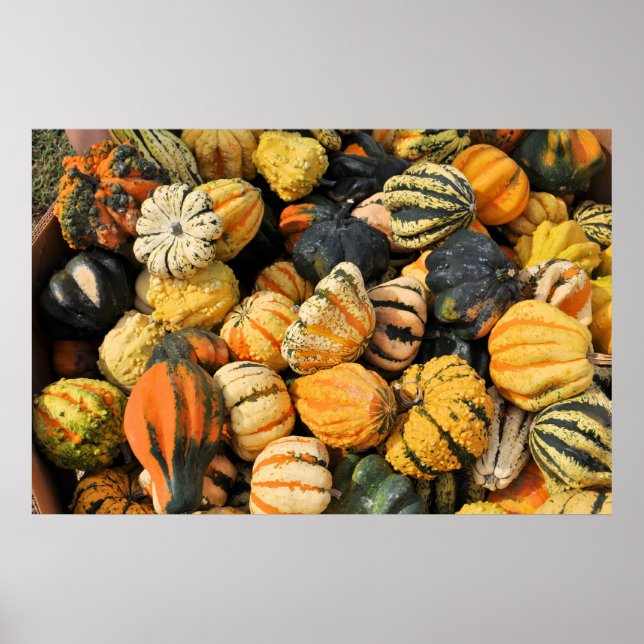 Gourds Galore! - poster (Front)