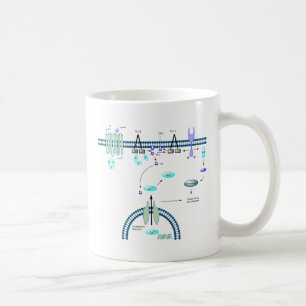 GPCR pathway Coffee Mug