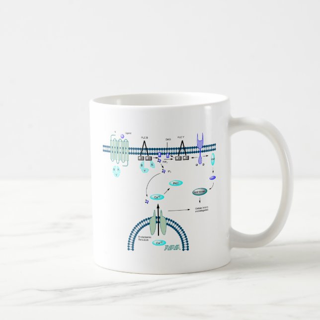 GPCR pathway Coffee Mug (Right)