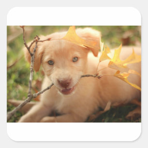 gr pup with branch square sticker