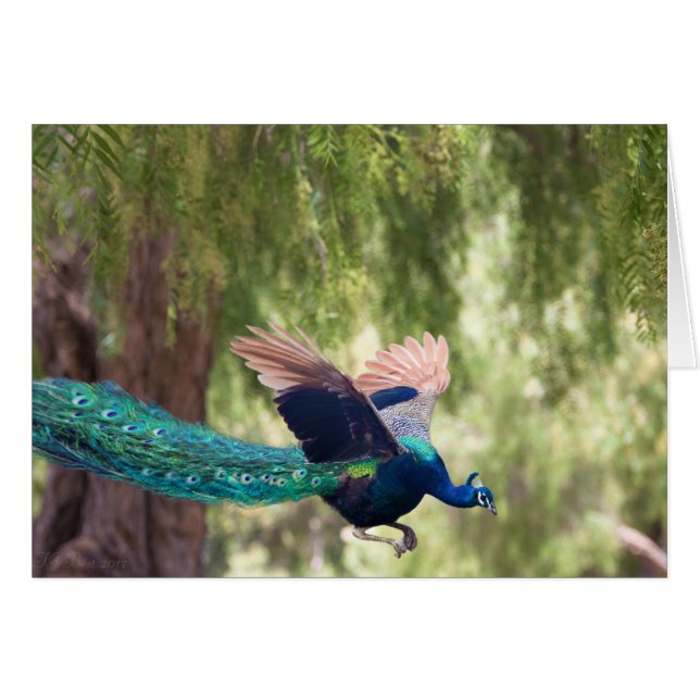 Grace (Front Horizontal)