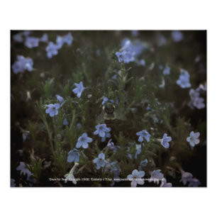 Grace for Bees Photo Print