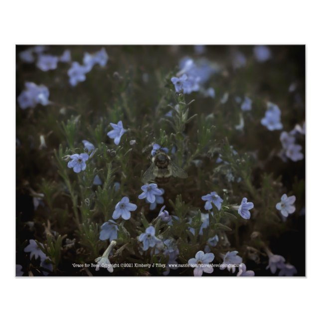 Grace for Bees Photo Print (Front)
