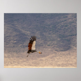 Grace in Flight – Grey Crowned Crane Poster