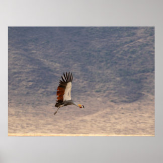 Grace in Flight – Grey Crowned Crane Poster