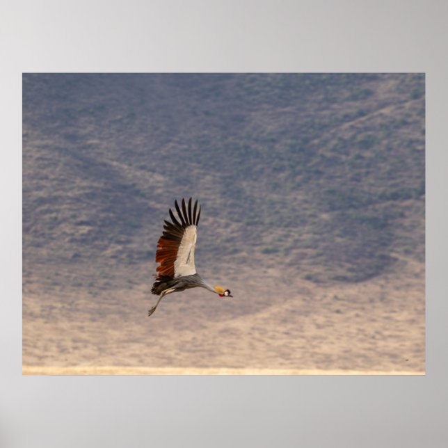 Grace in Flight – Grey Crowned Crane Poster (Front)
