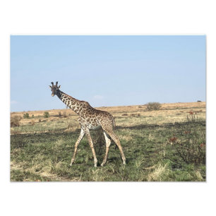 Grace in Motion – African Giraffe Photo Print