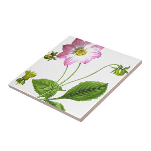 Grace Tile