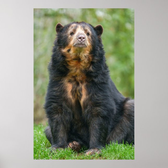 Graceful Andean Bear in Lush Habitat Poster (Front)