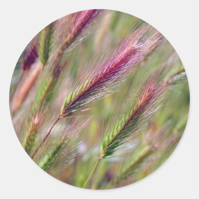 Graceful Foxtails Classic Round Sticker (Front)