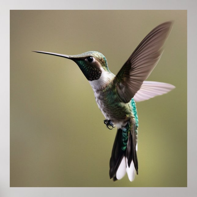 Graceful Hummingbird- Nature Photography Poster (Front)
