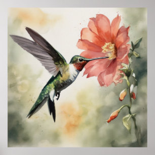Graceful Hummingbird- water color painting Poster
