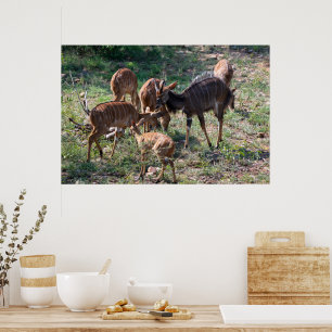 Graceful Nyala Antelope in Africa Poster