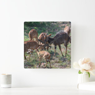 Graceful Nyala Antelope in Africa Square Wall Clock