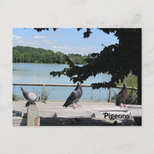 Graceful Pigeons Postcard