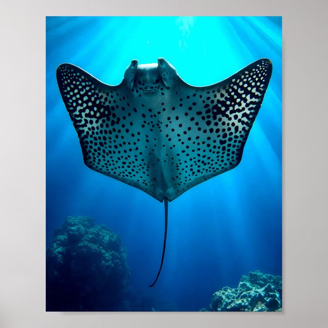 Graceful Spotted Ray: Underwater Serenity Poster (Front)