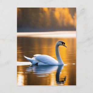Graceful Swan on a Lake Postcard