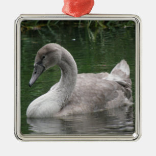 Graceful Swan on the Water Ornament
