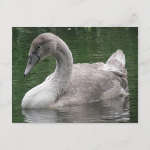 Graceful Swan on the Water Postcard