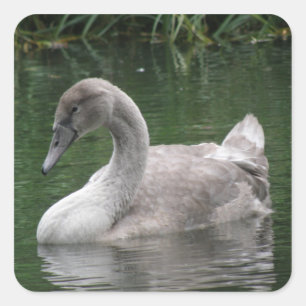 Graceful Swan on the Water Stickers