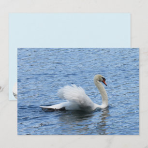 Graceful Swan Photo Flat Card