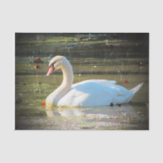 Graceful Swan Tissue Paper