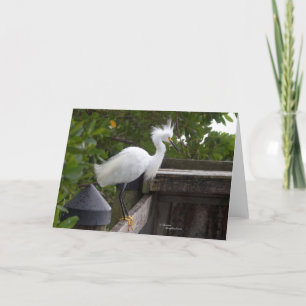 Graceful white egret bird Note Cards