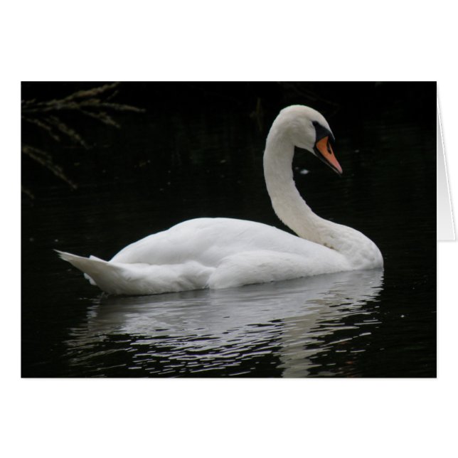 Graceful White Swan Card (Front Horizontal)