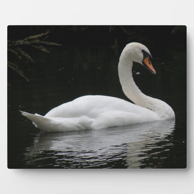 Graceful White Swan Plaque (Front)