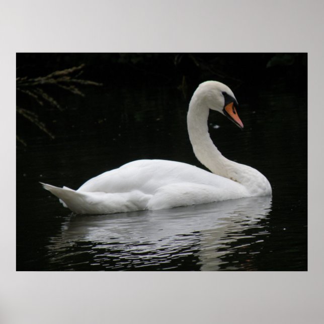 Graceful White Swan Poster (Front)
