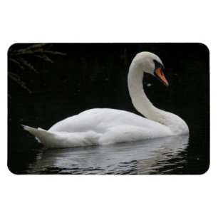 Graceful White Swan Premium Magnet