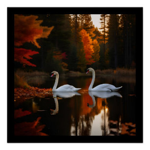 Graceful White Swans Gliding Across Autumn Pond Poster