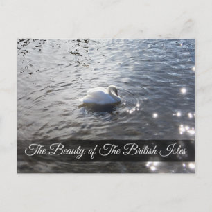 Gracefull Swan at the Lake District Post Card