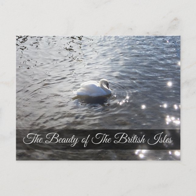 Gracefull Swan at the Lake District Post Card (Front)