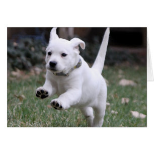 Gracie, the Yellow (White) Lab