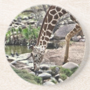 Gracious Giraffe Coaster