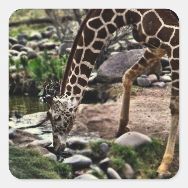 Gracious Giraffe Glass Square Sticker (Front)