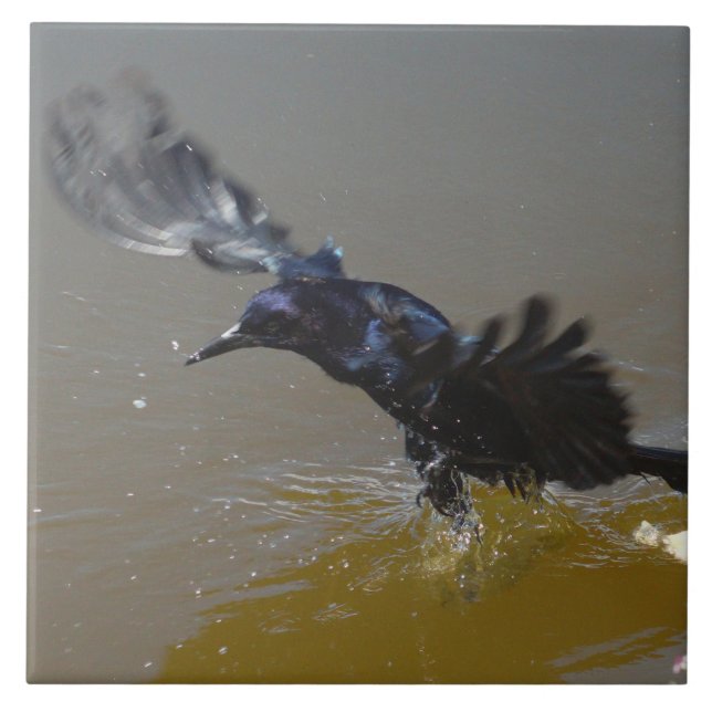 Grackle Bird Crow splashing in water Tile (Front)