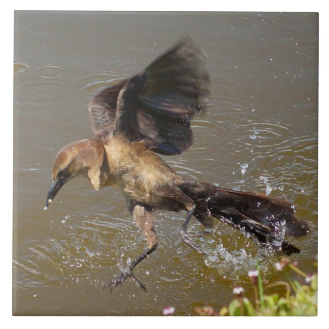 Grackle Bird flying walking on water Tile (Front)