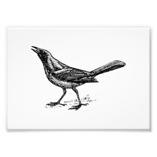 Grackle Bird Vintage Sketch Photo Print