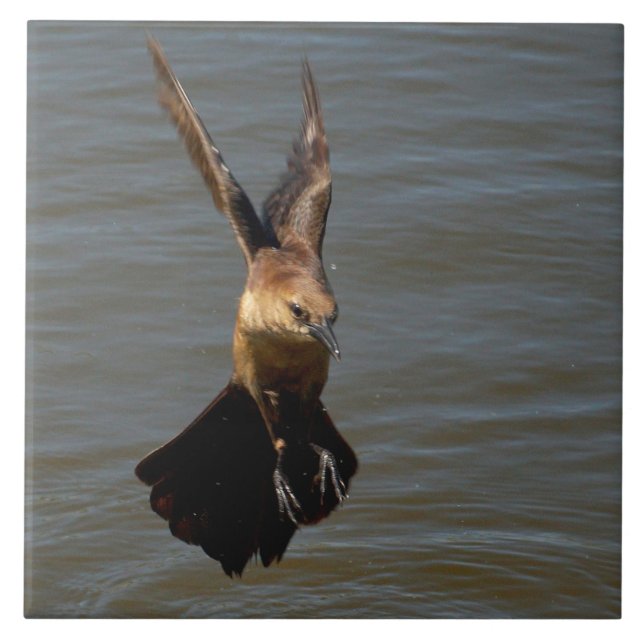 Grackle crow bird Flying above water Tile (Front)