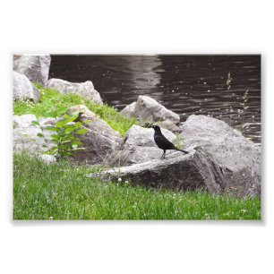 Grackle on the Rocks Photo Print