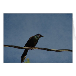 Grackle Power