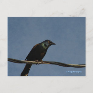 Grackle Power Postcard