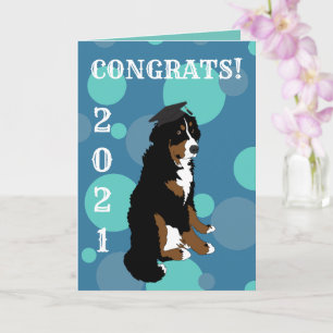Graduation Bernese Mountain Dog Card