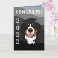 Graduation Bernese Mountain Dog