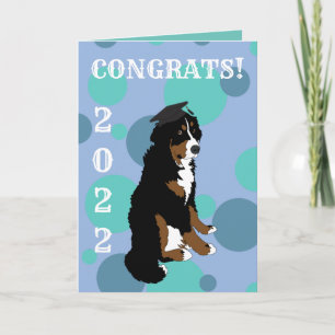 Graduation Bernese Mountain Dog Card
