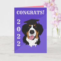 Graduation Bernese Mountain Dog