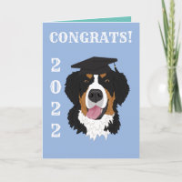Graduation Bernese Mountain Dog